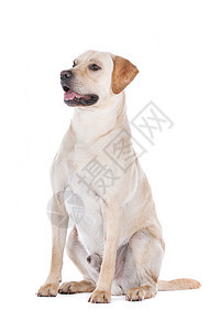 拉布拉多检索宠物犬类白色猎犬黄色工作室家畜动物哺乳动物图片
