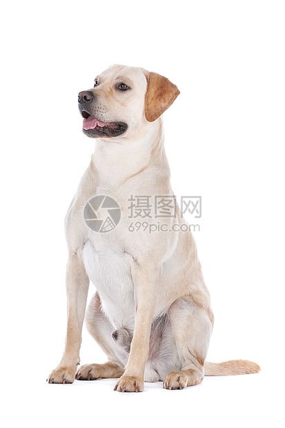 拉布拉多检索宠物犬类白色猎犬黄色工作室家畜动物哺乳动物图片