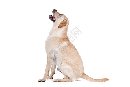拉布拉多检索犬类动物哺乳动物工作室白色猎犬家畜黄色宠物图片