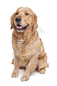 黄金寻金白色宠物工作室犬类动物褐色哺乳动物家畜棕色图片