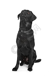 黑拉布拉多白色猎犬犬类宠物哺乳动物黑色动物工作室图片