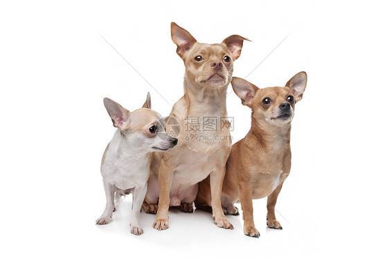 三只吉娃娃狗宠物动物工作室水平犬类家畜哺乳动物脊椎动物图片
