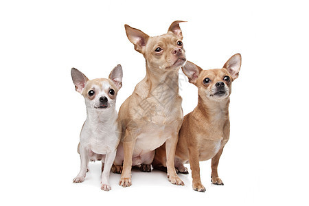 三只吉娃娃狗动物宠物工作室水平脊椎动物家畜哺乳动物犬类图片