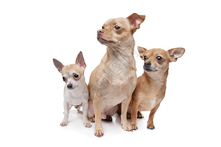 三只吉娃娃狗家畜宠物动物犬类脊椎动物水平工作室哺乳动物图片