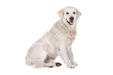黄金寻金动物白色猎犬哺乳动物褐色犬类工作室金发女郎宠物图片