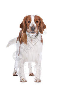 斯普林格 Spaniel猎人犬类白色家畜脊椎动物哺乳动物宠物棕色工作室猎犬图片