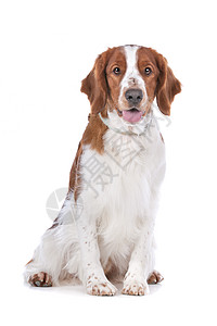 斯普林格 Spaniel犬类家畜猎犬宠物白色工作室棕色英语猎人脊椎动物图片