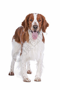 斯普林格 Spaniel工作室脊椎动物猎犬棕色英语家畜动物犬类猎人宠物图片