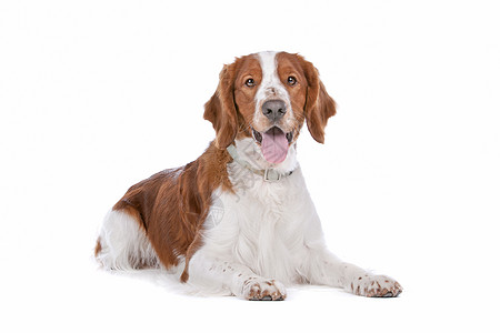 斯普林格 Spaniel白色工作室宠物动物哺乳动物猎人猎犬脊椎动物犬类英语图片