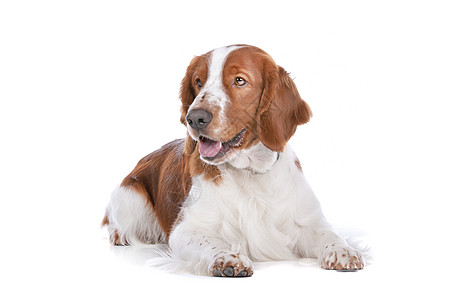 斯普林格 Spaniel棕色工作室脊椎动物猎犬宠物动物家畜白色猎人犬类图片