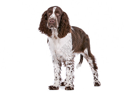 斯普林格 Spaniel脊椎动物猎犬猎人动物犬类家畜工作室宠物棕色英语图片