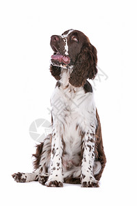斯普林格 Spaniel猎人动物家畜白色犬类工作室英语猎犬脊椎动物宠物图片
