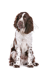 斯普林格 Spaniel猎人犬类英语家畜哺乳动物动物宠物脊椎动物棕色猎犬图片