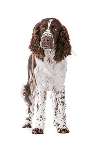 斯普林格 Spaniel棕色动物宠物英语家畜猎犬犬类脊椎动物哺乳动物白色图片