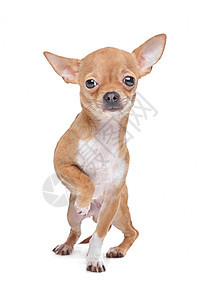 微型吉娃娃动物褐色犬类白色棕色短发哺乳动物宠物家畜图片