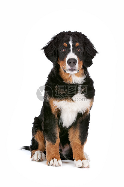 伯尔尼山狗狗白色动物哺乳动物家畜小狗纯种狗犬类宠物工作室黑色图片