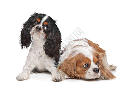查尔斯斯帕尼尔国王的两只猎犬动物骑士哺乳动物工作室家畜二人犬类白色棕色友谊图片