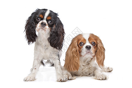 查尔斯斯帕尼尔国王的两只猎犬家畜二人哺乳动物白色工作室动物骑士棕色友谊犬类图片