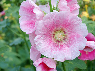 粉红霍利霍克Althaea玫瑰花朵玫瑰花花朵绿色红色蔷薇树叶家族草本家庭木槿图片