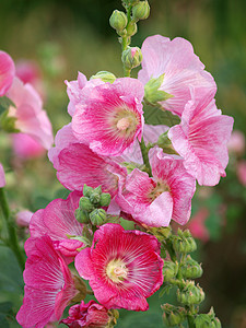 粉红霍利霍克Althaea玫瑰花朵红色花朵家庭玫瑰花木槿草本树叶植物蔷薇绿色图片