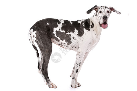 伟大的达恩哈勒金黑色犬类白色黑与白动物丑角家畜宠物工作室图片