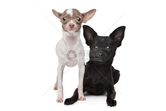 两个吉娃娃工作室动物白色家畜哺乳动物宠物犬类图片