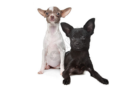 两个吉娃娃工作室宠物白色犬类动物哺乳动物家畜图片