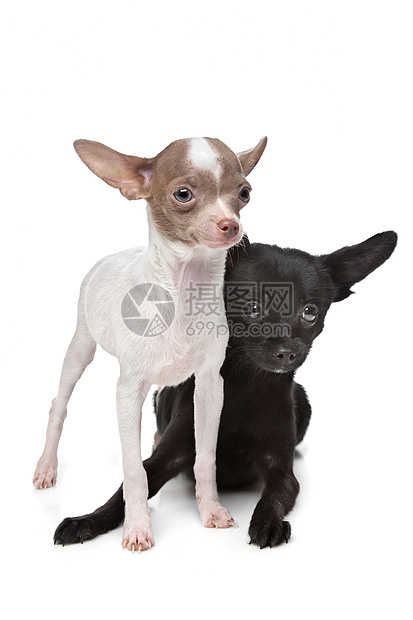 两个吉娃娃动物哺乳动物犬类工作室宠物白色家畜图片