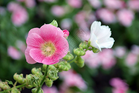 粉红霍利霍克Althaea玫瑰花朵木槿玫瑰花绿色树叶花朵家庭家族草本植物红色背景图片
