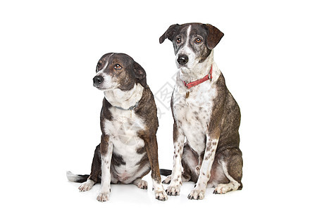 两个棕色和白色混合种狗犬类工作室混种小狗笨蛋动物哺乳动物家畜宠物图片
