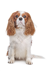 查尔斯斯帕尼尔布伦海姆猎犬犬类领航员骑士棕色白色宠物图片