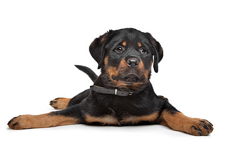 小狗棕褐色犬类黑色棕色工作室动物哺乳动物纯种狗家畜宠物图片