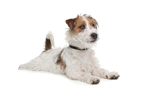 杰克罗塞尔泰瑞尔动物棕色犬类家畜短腿白色猎犬图片