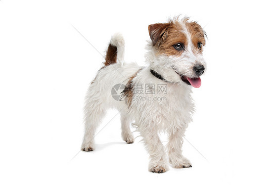 杰克罗塞尔泰瑞尔短腿猎犬动物家畜白色犬类棕色图片