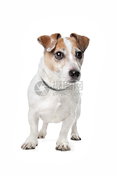 杰克罗塞尔泰瑞尔猎犬家畜动物犬类棕色短腿白色图片