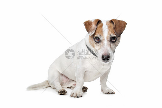 杰克罗塞尔泰瑞尔短腿棕色猎犬犬类白色动物家畜图片