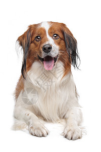 Kooiker 猎犬类型长发工作室犬类动物纯种狗工作犬哺乳动物宠物白色图片