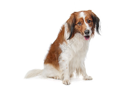 Kooiker 猎犬诱饵犬纯种狗犬类类型哺乳动物宠物长发白色工作犬动物图片