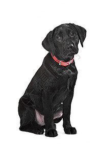 黑拉布拉多小狗宠物猎犬犬类黑色伴侣实验室白色衣领动物图片