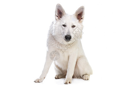 瑞士白牧羊人家畜白色工作室宠物哺乳动物犬类动物背景图片