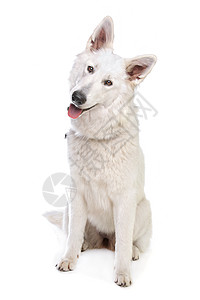 瑞士白牧羊人哺乳动物家畜白色动物工作室犬类宠物背景图片