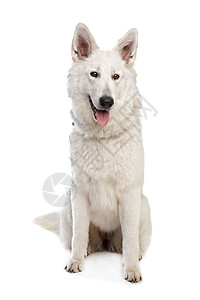 瑞士白牧羊人工作室白色动物犬类宠物哺乳动物家畜背景图片
