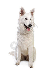 瑞士白牧羊人白色宠物犬类工作室家畜哺乳动物动物背景图片