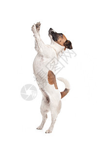 杰克罗塞尔泰瑞尔短发工作室动物宠物犬类家畜猎犬哺乳动物棕色白色图片