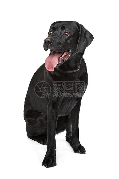 黑拉布拉多哺乳动物白色动物工作室黑色家畜猎犬犬类宠物图片