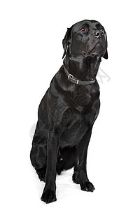 黑拉布拉多宠物工作室猎犬动物家畜白色哺乳动物黑色犬类图片