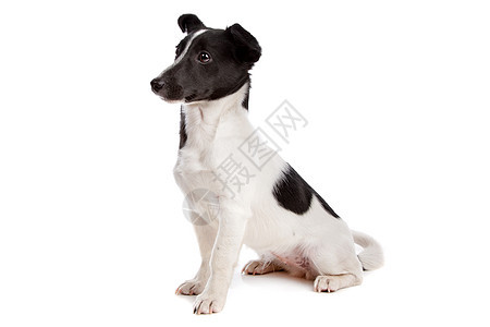 杰克罗塞尔泰瑞尔短发家畜犬类哺乳动物猎犬白色短腿棕色宠物工作室图片