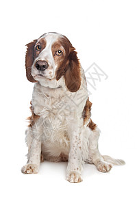 威尔士斯普林格 Spaniel猎犬动物工作室家畜哺乳动物宠物犬类图片