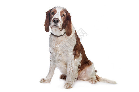 威尔士斯普林格 Spaniel家畜哺乳动物猎犬动物犬类工作室宠物图片