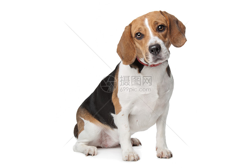 贝格尔棕色犬类家畜工作室动物宠物白色哺乳动物猎犬图片